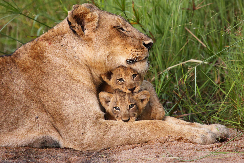 Lioness,And,Cubs
